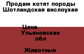 Продам котят породы Шотландская вислоухая › Цена ­ 5 000 - Ульяновская обл. Животные и растения » Кошки   